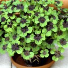 Oxalis Plants Wood Sorrel Flower Oxalis Purple Shamrock Clover 100 PCS Seeds