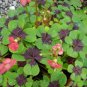 Oxalis Plants Wood Sorrel Flower Oxalis Purple Shamrock Clover 100 PCS Seeds