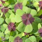 Oxalis Plants Wood Sorrel Flower Oxalis Purple Shamrock Clover 100 PCS Seeds