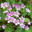 Oxalis Obtusa Bulb Pink Flowers with Yellow Centre Perennial Flowers 1 PCS Seeds Oxalis Obtusa Bulb Pink Flowers with Yellow Centre Perennial Flowers 1 PCS Seeds