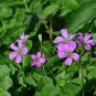 Oxalis Obtusa Bulb Pink Flowers with Yellow Centre Perennial Flowers 1 PCS Seeds
