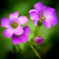 Oxalis Obtusa Bulb Pink Flowers with Yellow Centre Perennial Flowers 1 PCS Seeds