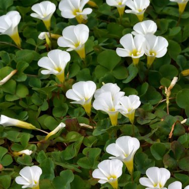 Oxalis 