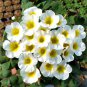 Oxalis 