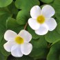 Oxalis 