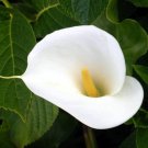 Colorful Zantedeschia Aethiopica 100 PCS Seeds