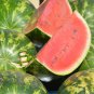 Watermelon 25 PCS Seeds