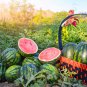 Watermelon 25 PCS Seeds