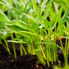 Water spinach water convolvulus 100 PCS Seeds