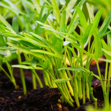 Water spinach water convolvulus 100 PCS Seeds