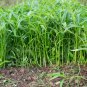 Water spinach water convolvulus 100 PCS Seeds