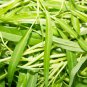 Water spinach water convolvulus 100 PCS Seeds