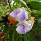 Vigna Caracalla, Lavender Snail Vine 20 PCS Seeds Vigna Caracalla, Lavender Snail Vine 20 PCS Seeds