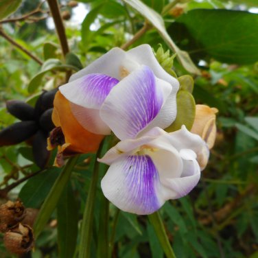 Vigna Caracalla, Lavender Snail Vine 20 PCS Seeds