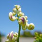 Vigna Caracalla, Lavender Snail Vine 20 PCS Seeds