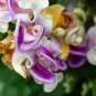 Vigna Caracalla, Lavender Snail Vine 20 PCS Seeds