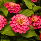 Long Flowering Period Bonsai Zinnias Elegans Widely Cultivated 100 PCS Seeds