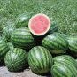 Long Black Sweet Juicy Watermelon 10 PCS Seeds