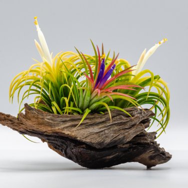 Lonantha Mexican Air Plant 5 PCS Seeds
