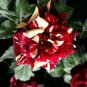 New Hierloom Rose High Germination Rate Stunning Blooms Balcony 20 PCS Seeds