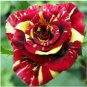 New Hierloom Rose High Germination Rate Stunning Blooms Balcony 20 PCS Seeds