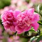 New Heirloom Water Pink Red StripeTree Peony Flower 'Hua Xin' 5 PCS Seeds