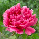 New Heirloom Red Pink Peony Shrub Flower 5 PCS Seeds New Heirloom Red Pink Peony Shrub Flower 5 PCS Seeds