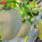 New Green Muskmelon Sweet Melon 20 PCS Seeds