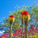 Kniphofia 