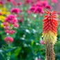Kniphofia 