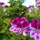 Kasuki White & Red Edge Geranium Garden Pelargonium Peltatum 20 PCS Seeds