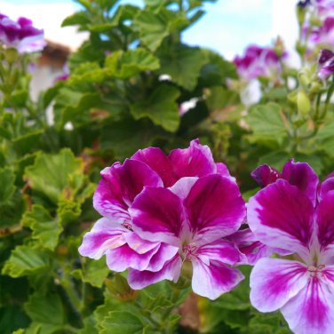 Kasuki White & Red Edge Geranium Garden Pelargonium Peltatum 20 PCS Seeds