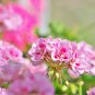 Kasuki White & Red Edge Geranium Garden Pelargonium Peltatum 20 PCS Seeds