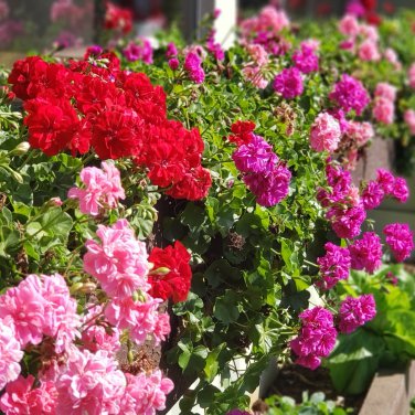 Kasuki Colorful Geranium Beautiful Garden Flower 50 PCS Seeds