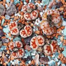 karasmontana 'Top Red' Succulents Garden Plants 100 PCS Seeds karasmontana 'Top Red' Succulents Garden Plants 100 PCS Seeds