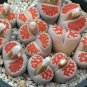karasmontana 'Top Red' Succulents Garden Plants 100 PCS Seeds