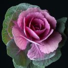 Kale Ornamental Brassica Oleracea Collard Winter Flowers 30 PCS Seeds Kale Ornamental Brassica Oleracea Collard Winter Flowers 30 PCS Seeds