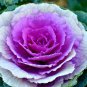 Kale Ornamental Brassica Oleracea Collard Winter Flowers 30 PCS Seeds