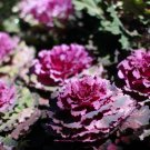 Kale Flowering Ornamental Cabbage Flower 100 PCS Seeds