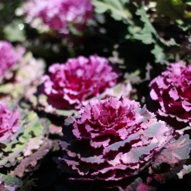 Kale Flowering Ornamental Cabbage Flower 100 PCS Seeds