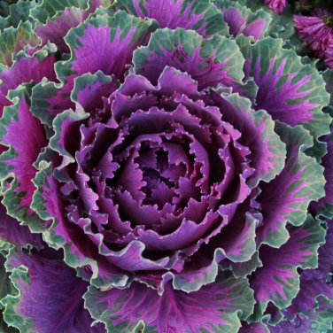 Kale Brassica Oleracea Ornamental Cabbage 30 PCS Seeds