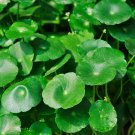 Hydrocotyle Vulgaris Aquatic Plants Money Grass Coins Grass Bonsai 30 PCS Seeds