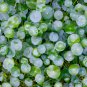 Hydrocotyle Vulgaris Aquatic Plants Money Grass Coins Grass Bonsai 30 PCS Seeds