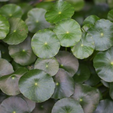 Hydrocotyle Vulgaris Potted Hydroponics Flower Aquarium Plants 100 PCS Seeds