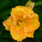 Hybrid Mix Daylily Flowers Colour Hybrid Hemerocallis 100 PCS Seeds