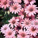 Hybrid New Light Rose Pink Bellis perennis Daisy Flower 50 PCS Seeds Hybrid New Light Rose Pink Bellis perennis Daisy Flower 50 PCS Seeds