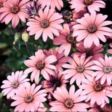 Hybrid New Light Rose Pink Bellis perennis Daisy Flower 50 PCS Seeds