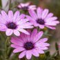 Hybrid New Light Rose Pink Bellis perennis Daisy Flower 50 PCS Seeds