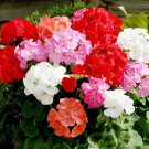 Geranium 'Great Fortunes' Mixed 10 PCS Seeds