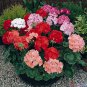 Geranium 'Great Fortunes' Mixed 10 PCS Seeds